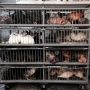 Live chicken meat market. 