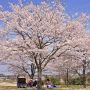【栃木の桜】鬼怒川河川公園(氏家ゆうゆうパーク)の桜 河川敷に整備された公園です