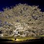 【栃木の桜】天平の丘公園の夜桜 現在は一番手前の桜一本だけがライトアップされるようです