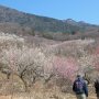 【筑波山梅林2016】梅林から筑波山を望む 手前が男体山で奥にあるのが女体山