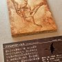 【那須野が原博物館 大恐竜展Ⅱ】プテロダクティルスの化石 剥製とはいえ綺麗なもんだなー 