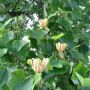 Wie weet wat voor klimplant dit is?