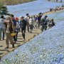 【ひたち海浜公園2016】同園の発表によればネモフィラのピークは25日までとの事 今年は暖冬の影響か例年より2週間ほど見頃の時期が早いらしい 