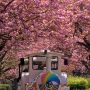 天平の丘公園では今週末からいよいよ八重桜が見頃を迎えます！ とつぃぎの桜第二章を刮目せよ！ m9(ﾟдﾟ)っ