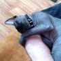 @NadjaLn Дусика давно нет с нами, Надюш. Отдал людям. Это Нао 