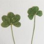 Found #souvenirs from #Tomioka, #Fukushima prefecture, #Japan. (extra) #luckyclovers #fiveleavedclover for extra luck. ☢️🍀