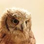 命名「カラコル」！ヨーロッパコノハズクで生後2ヶ月くらい。