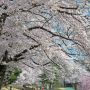 【長峰公園】桜の回廊
