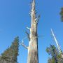 Lessen uit Lapland: schijnbaar dode bomen zijn niet dood, ze sparen slechts hun krachten. #dodebomen #Kelo