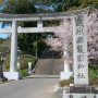 【茨城県・桜山の桜】護国神社の桜はだいぶ散ってました 