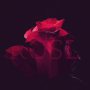 Rose P.057
#bestofOver #onephotoaday #365project #typography #rose #iphone6splus 