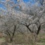 職場近くの観音山梅の里 ようやく7分咲き位になりました 事務所から5分で行ける場所だから木曜日あたりにもう1回行ってみようっと