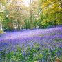 Bluebell Wood