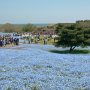 【ひたち海浜公園2016】みはらしの丘からは海も見えま～す 