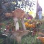 Herfstwandeling #hulsbeek