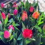 🌷🌷🌷🌷
