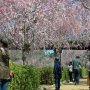 【常陸 風土記の丘】青空に見頃の桜とくれば写真を撮るのはもはや必然！ 