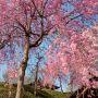 【栃木の桜】上三川城址公園の桜 同町ほぼ唯一のお花見スポットです なかなか綺麗なのでお気に召しましたら(と地元アピール♪)