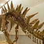 【那須野が原博物館 大恐竜展Ⅱ】ステゴザウルスと同じ剣竜のトゥオジアンゴサウルス 